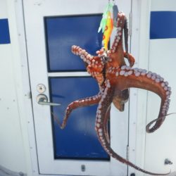 遊漁船 遊友 釣果