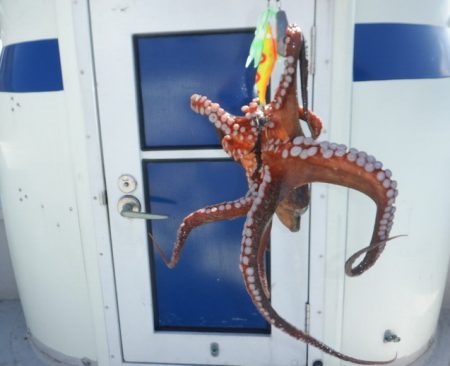 遊漁船 遊友 釣果