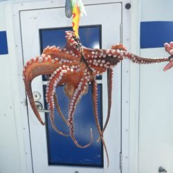 遊漁船 遊友 釣果