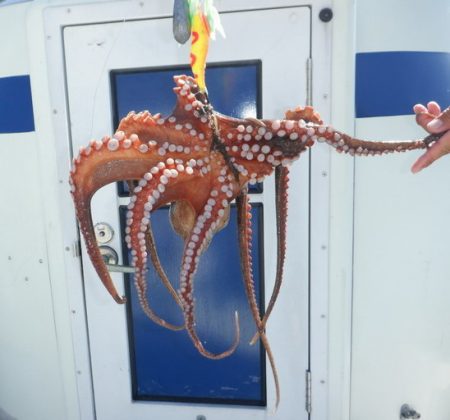 遊漁船 遊友 釣果