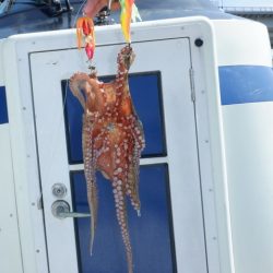 遊漁船 遊友 釣果