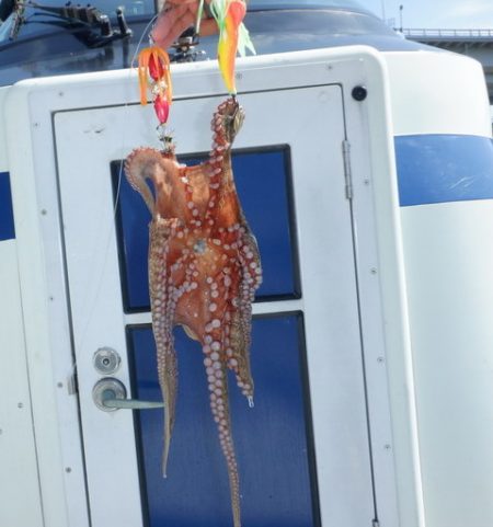 遊漁船 遊友 釣果