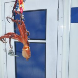 遊漁船 遊友 釣果