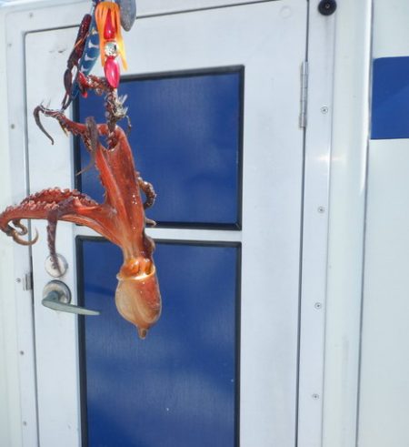 遊漁船 遊友 釣果