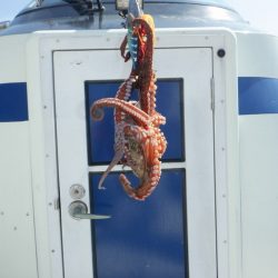 遊漁船 遊友 釣果