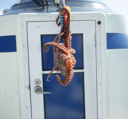 遊漁船 遊友 釣果