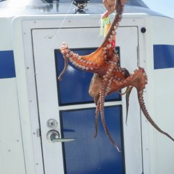 遊漁船 遊友 釣果