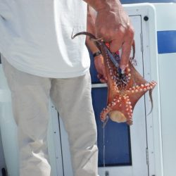 遊漁船 遊友 釣果