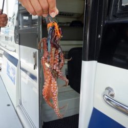 遊漁船 遊友 釣果