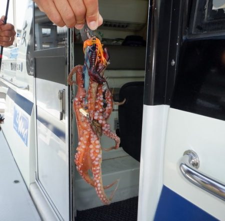 遊漁船 遊友 釣果