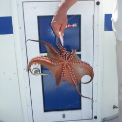 遊漁船 遊友 釣果