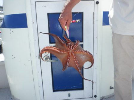 遊漁船 遊友 釣果