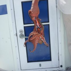 遊漁船 遊友 釣果