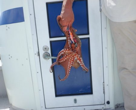 遊漁船 遊友 釣果