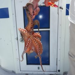 遊漁船 遊友 釣果