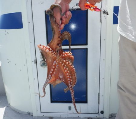 遊漁船 遊友 釣果