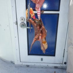 遊漁船 遊友 釣果