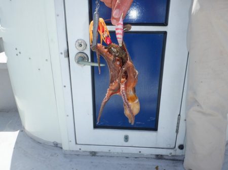 遊漁船 遊友 釣果