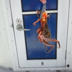 遊漁船 遊友 釣果