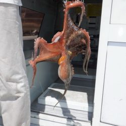 遊漁船 遊友 釣果