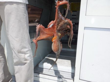 遊漁船 遊友 釣果