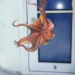 遊漁船 遊友 釣果