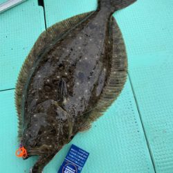 さんさん丸 釣果