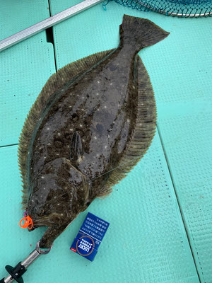 さんさん丸 釣果