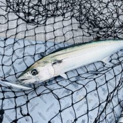 シーモンキー 釣果