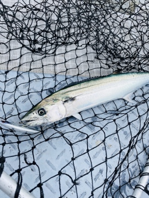 シーモンキー 釣果