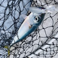 シーモンキー 釣果