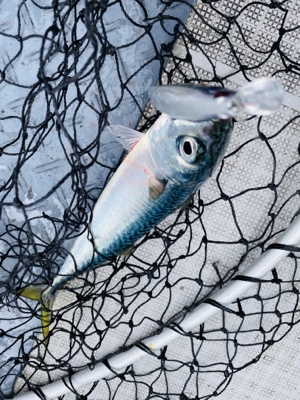 シーモンキー 釣果