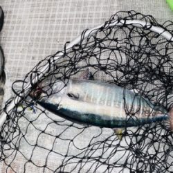 シーモンキー 釣果