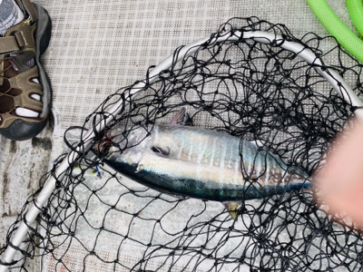 シーモンキー 釣果