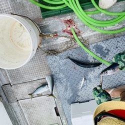 シーモンキー 釣果