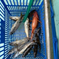 シードリーム 釣果