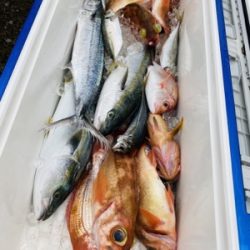 シーモンキー 釣果