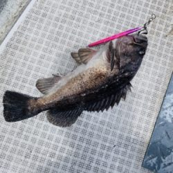 シーモンキー 釣果