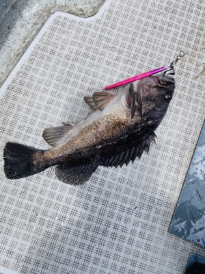 シーモンキー 釣果