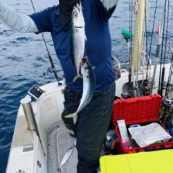 シーモンキー 釣果