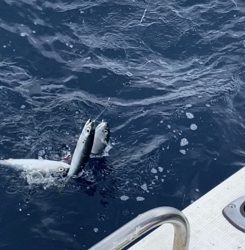 シーモンキー 釣果