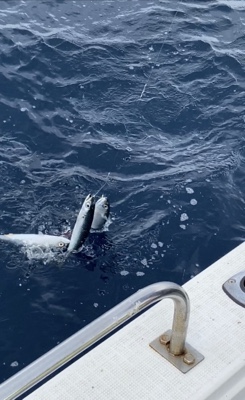 シーモンキー 釣果