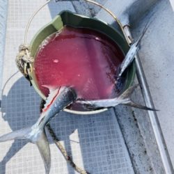 シーモンキー 釣果