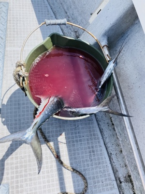 シーモンキー 釣果