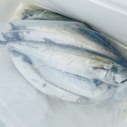 シーモンキー 釣果