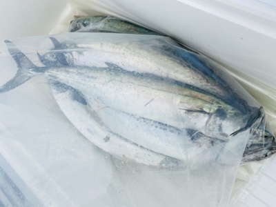 シーモンキー 釣果