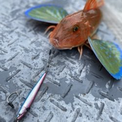 シーモンキー 釣果