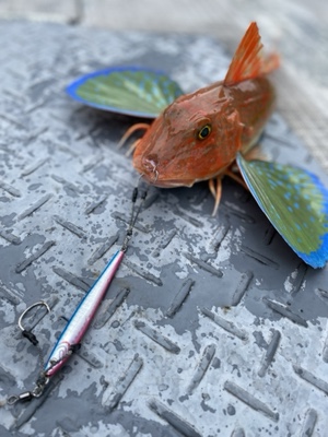 シーモンキー 釣果