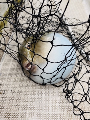 シーモンキー 釣果