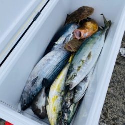 シーモンキー 釣果